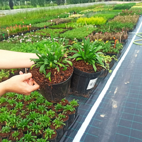 Aster Alpejski Happy End (C2)