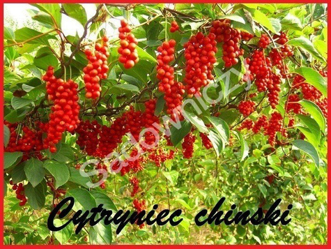 Zestaw Zdrowy DUET do ogrodu Jagody Życia