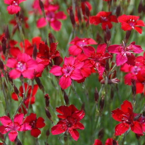 Goździk kropkowany Leuchtfunk (C2)