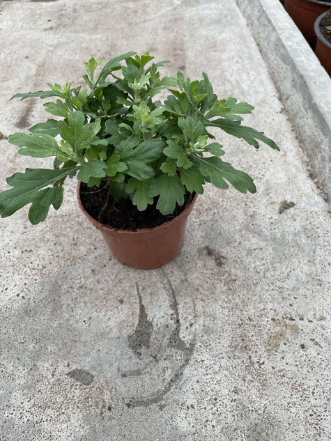 Chryzantema drobnokwiatowa Jasoda Yellow sadzonki w doniczce P11