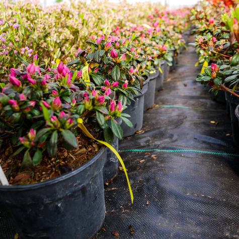 Azalia japońska Melina różowa (C2)