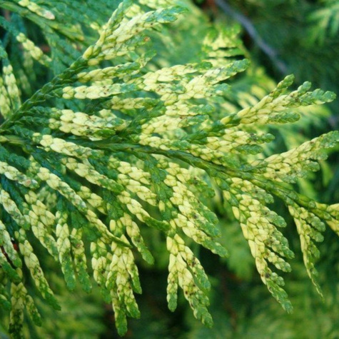 Thuja Tuja Żywotnik olbrzymi Zebrina (C2)