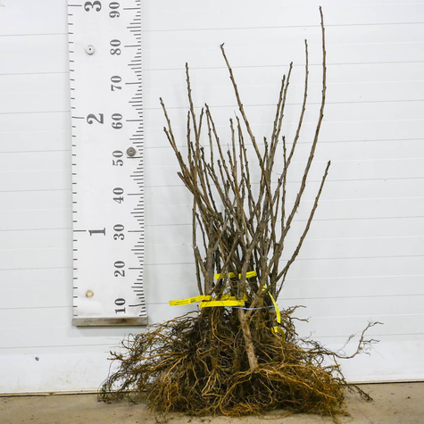 Porzeczka czerwona Rondom Plant Pack