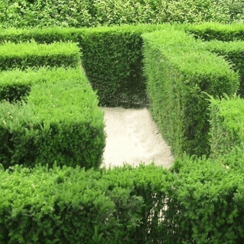 Cis pospolity doniczka