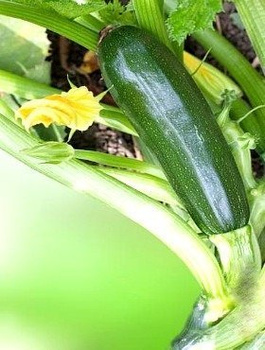 ZESTAW ALLEGRO Dynia zwyczajna Cukinia Astra Polka Bio 2g 