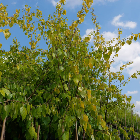 Brzoza brodawkowata 'Golden Cloud'