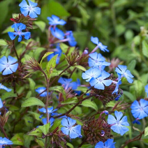 Zawciągowiec zwyczajny (C2)