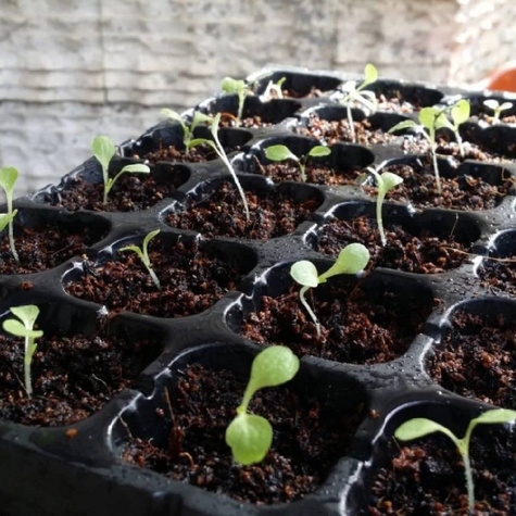 Wielodoniczka do rozsady 24 otwory z podstawką