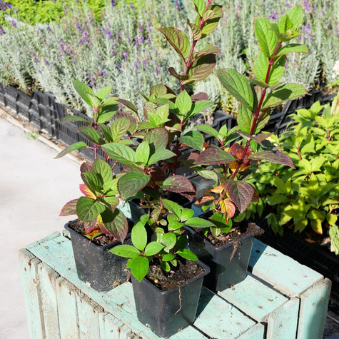 Hortensja bukietowa Samarska Lidia (P9)