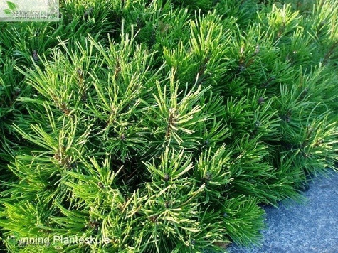 Sosna górska kosodrzewina