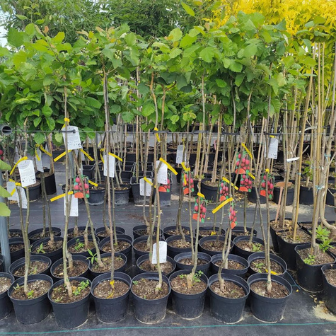 Głóg nietypowy Zbigniew