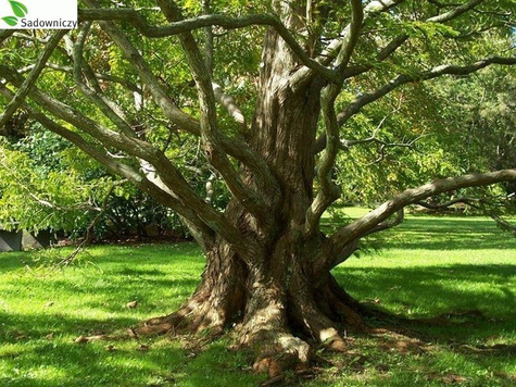 Metasekwoja chińska (C2)