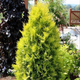 Thuja Tuja Żywotnik zachodni Yellow Ribon (C2)