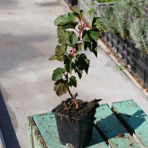 Pęcherznica kalinolistna Magic Ball (P9)