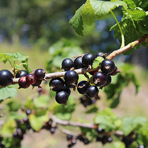 Porzeczka czarna Wympieł w doniczce