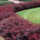 Berberys Thunberga Red Chief (C2)