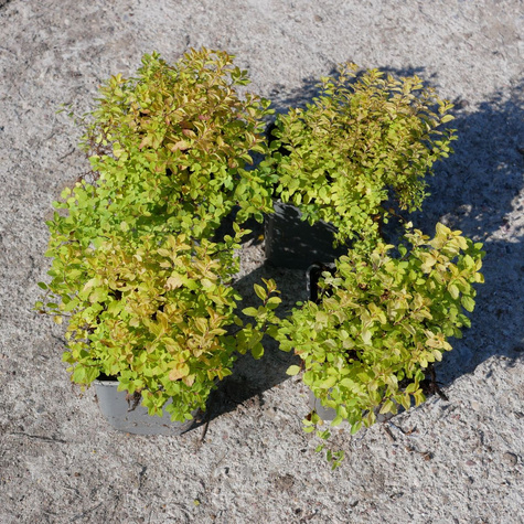 Tawuła japońska Golden Elf (P9)