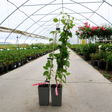 Wiciokrzew pomorski Serotina (C2)