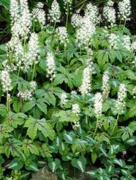 Tiarella Jeepers Creepers