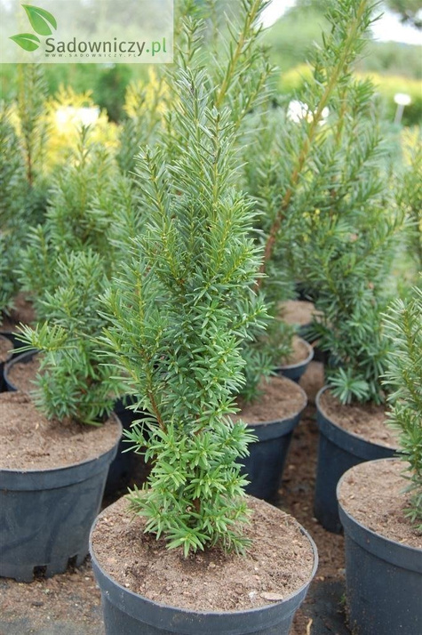 Cis pośredni Hatfieldi