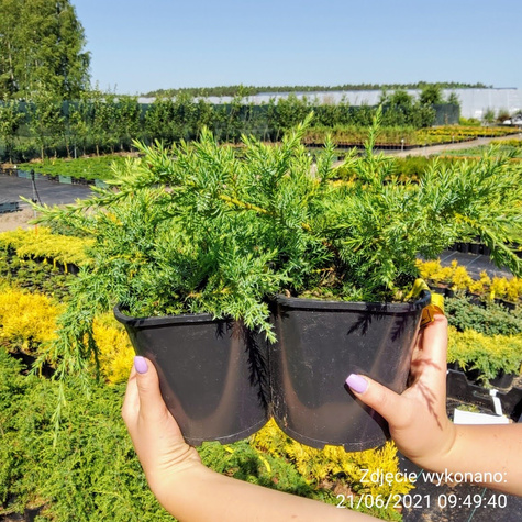 Jałowiec pośredni Pfitzeriana Compacta