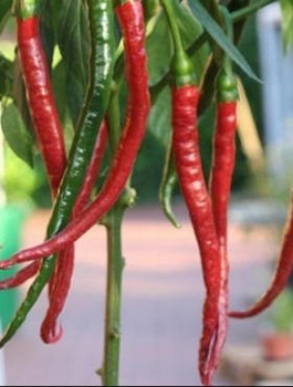 Papryka De Cayenne ostra gruntowa 0,5g