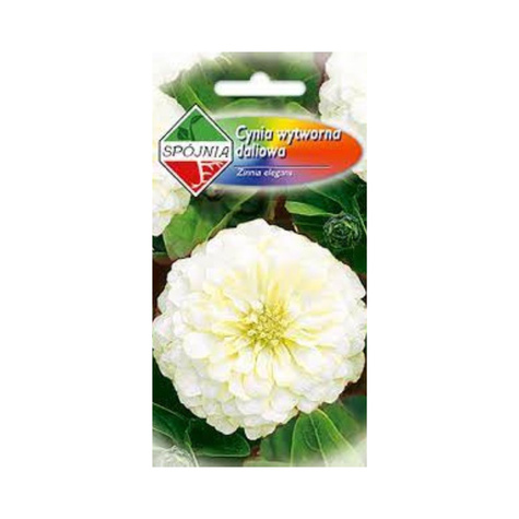 Cynia wytworna daliowa biała 1g Spójnia