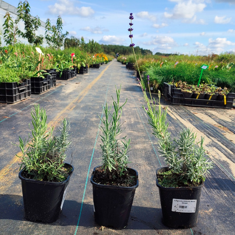 Lawenda wąskolistna lekarska Hidcote Blue Strain (C2)