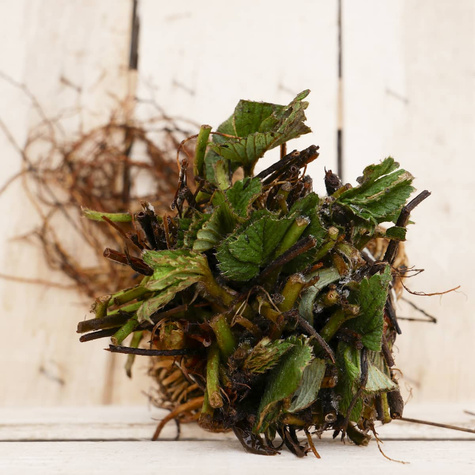 Hurt Truskawka San Andreas 500szt pnąca wisząca powtarzająca owocowanie FRIGO