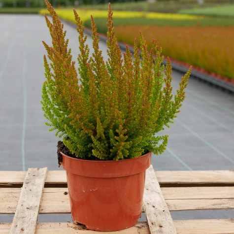 Wrzos pospolity Skyline Las Vegas pomarańczowy niekwitnący