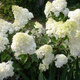 Hortensja bukietowa Diamantino (C2)