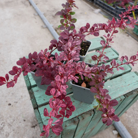 Berberys thunberga Pink Queen (P9)