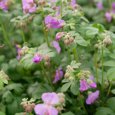 Bodziszek Kantabryjski Karmina (C2)