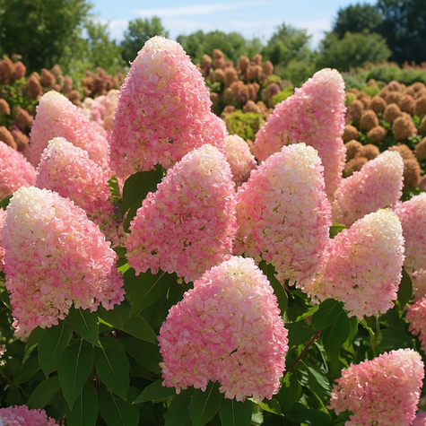 Hortensja bukietowa Queen Romance (P9)