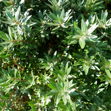 Rokitnik pospolity Hikul męski (C2)