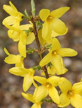 Forsycja pośrednia Lynwood (C2)