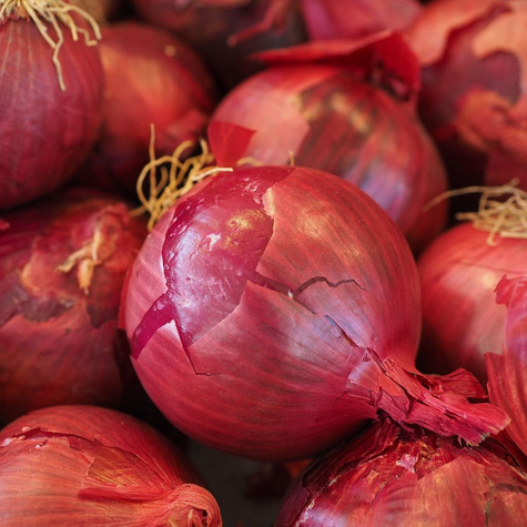 Cebula czerwona Wenta późna 500g