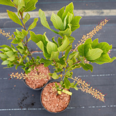 Orszelina olcholistna (C2)