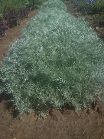 Bylica Schmidta Silver Mound (C2)