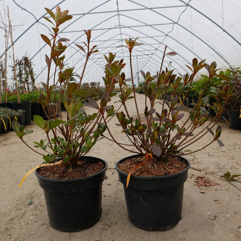 Azalia różowa Delikatna (C2)