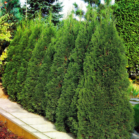 Żywotnik olbrzymi 'Gelderland' (C2)