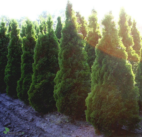 Thuja Tuja Żywotnik zachodni Holmstrup (C2)