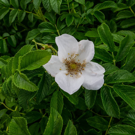 Róża pomarszczona Alba Biała (C2)