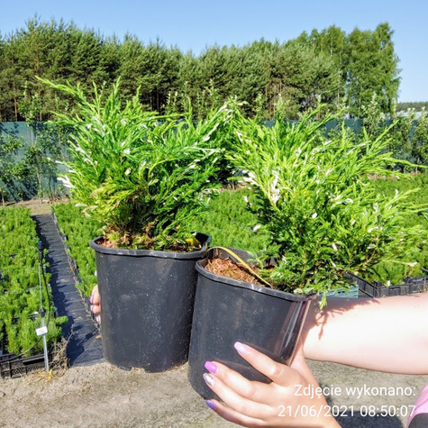 Jałowiec płożący Andora Compact (P9)