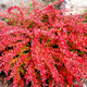Berberys Thunberga Orange Carpet (C2)