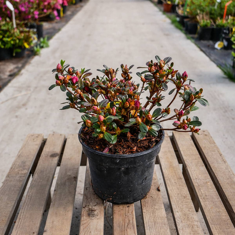 Azalia japońska Rokoko (C2)