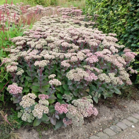 Rozchodnik wielki Matrona (C2)