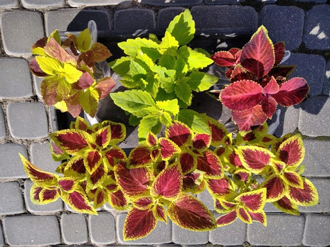 Koleus Coleus Pokrzywka Mix kolorów