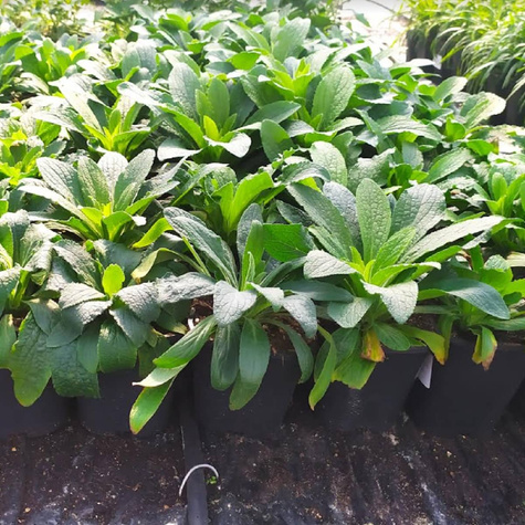 Naparstnica purpurowa Arctic Fox Rose (C2)