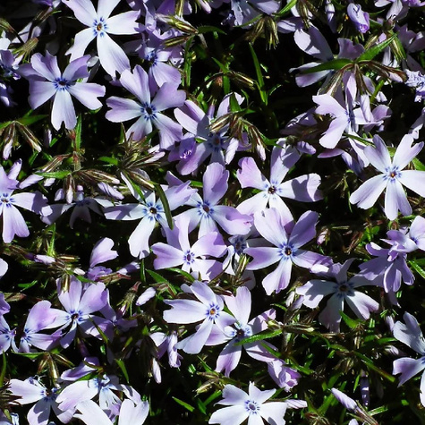 Płomyk szydlasty Fabulous Blue Violet